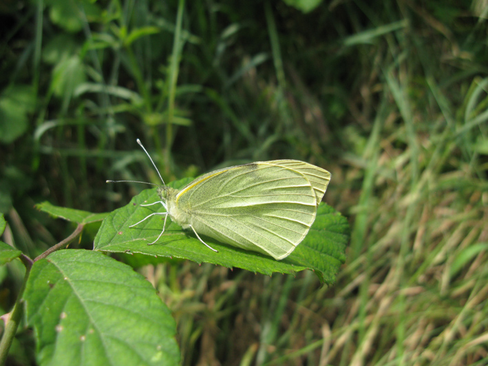 farfalle da identificare